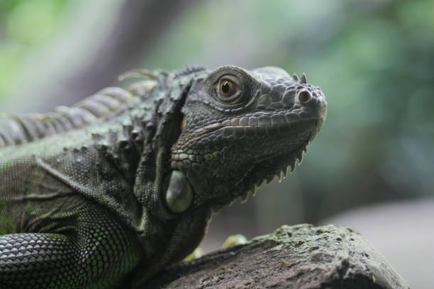 istock close up of Spiny Lizard Looks Around 1438417998