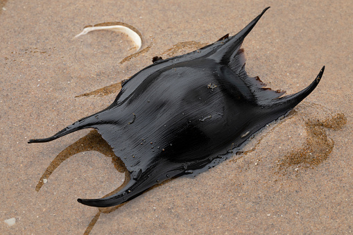 Black egg case or egg capsule of a skate on sand on the beach