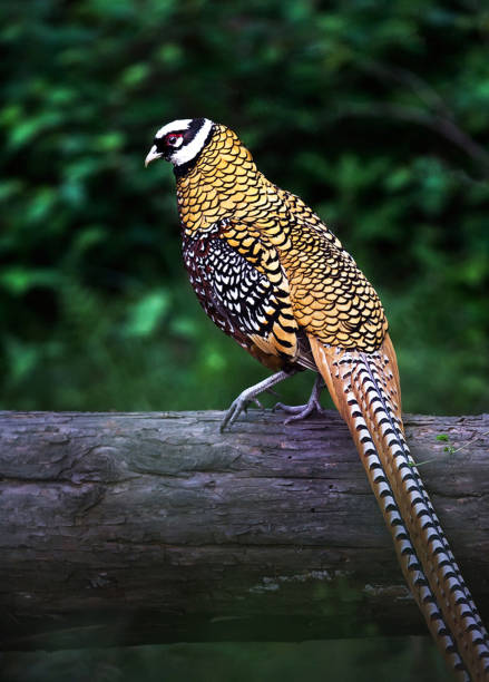 Creative China wildlife picture