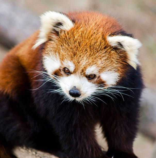 istock Beautiful China wildlife picture 1438418667