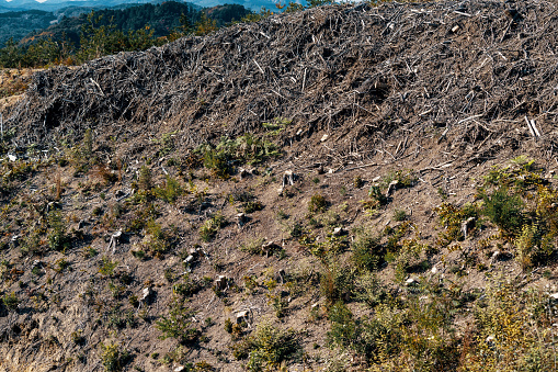 Stumps Logging Tree Stumps At A Clear Cut Logging Site Stock Photo - Download Image ...
