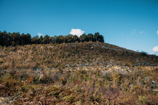 The edge of the tree line at a clear cut logging site on a mountain