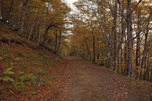 Path of the Montegrande beech forest in Teverga that goes in the direction of the \
