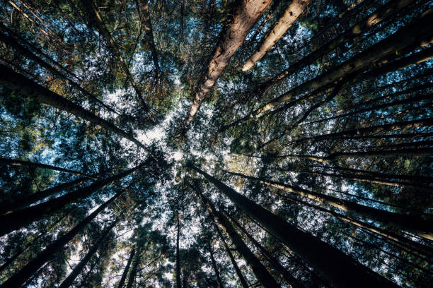 Looking up view in a young replanted forest stock photo