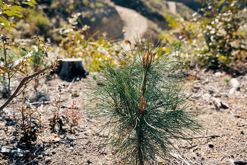 Tree seedling at a clear cut logging site on a mountain