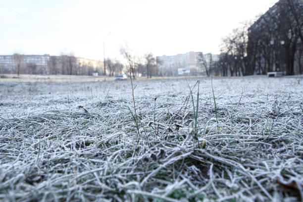 A frosty morning in early winter and frozen grass.
