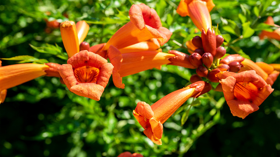 Campsis or trumpet creeper or trumpet vine, flowering plants in family Bignoniaceae. Vigorous deciduous perennial climbers, clinging by aerial roots, and producing large trumpet-shaped flowers in the summer.