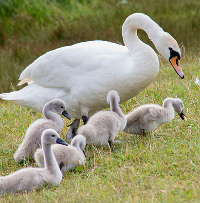 Swan family on a walk on the beach