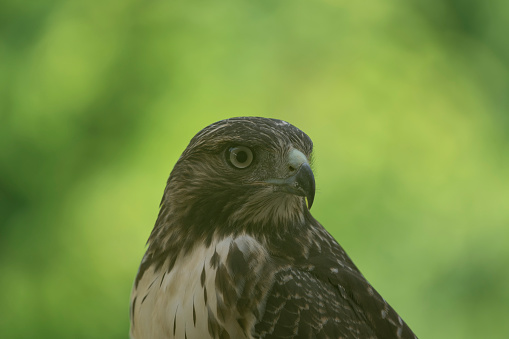 Large Ferruginous Hawk in attack mode with blue sky