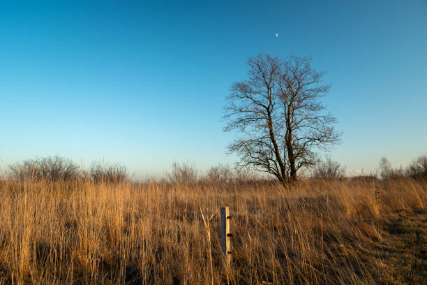 istock A large tree without leaves and a dry meadow 1438424135