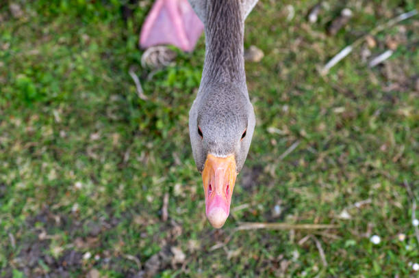 Greylag geese, anser anser, with young goslings