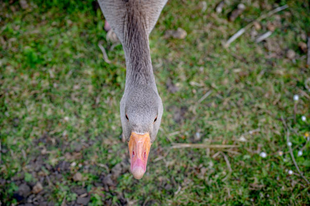 Greylag geese, anser anser, with young goslings