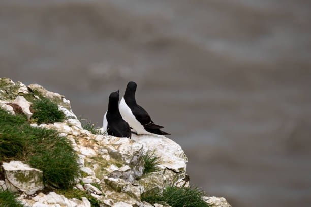 istock Mating razorbills, Alca torda, perched on rocks looking out to sea 1438424262