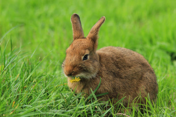 istock Easter bunny in the grass with a flower in his teeth 1438424327