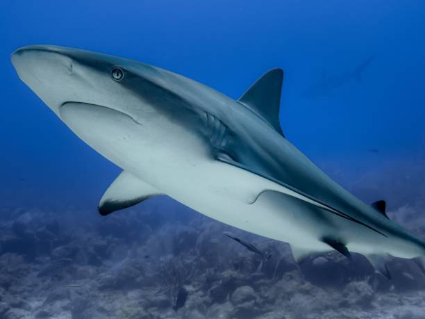 istock Caribbean reef shark moving underwater with reefs, closeup shot 1438424445