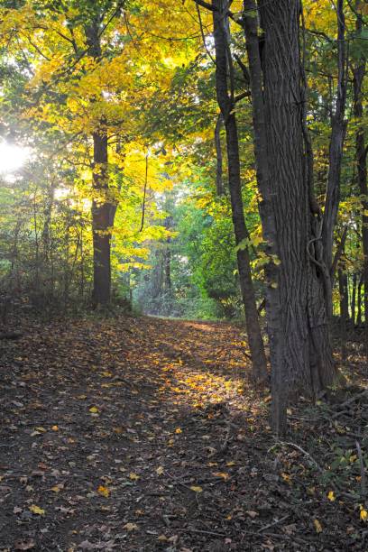 istock Sunbeam illuminated path through woodlands in autumn color 1438424721