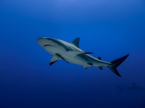 istock Caribbean reef shark moving under blue water 1438424966
