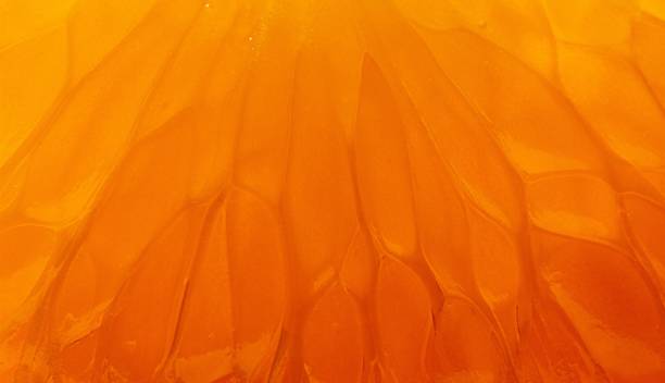 istock Macro shot of a mandarin fruit 1438426810