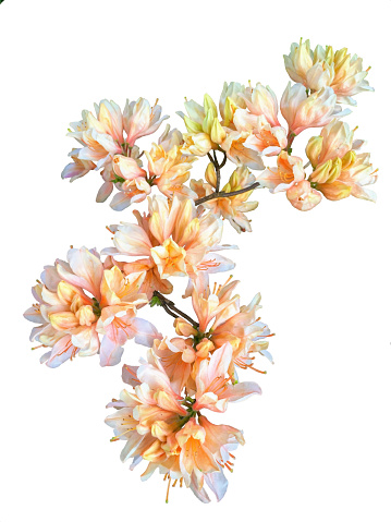 Lush pastel color orange, pink, yellow rhododendron calendulaceum isolated on the white background