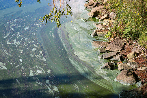 Phytoplankton population explosions cause algae blooms, lake pollution.