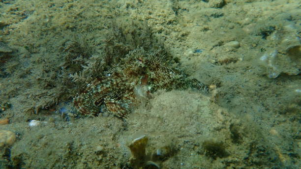 istock Common octopus (Octopus vulgaris) hunting, Aegean Sea 1438429100
