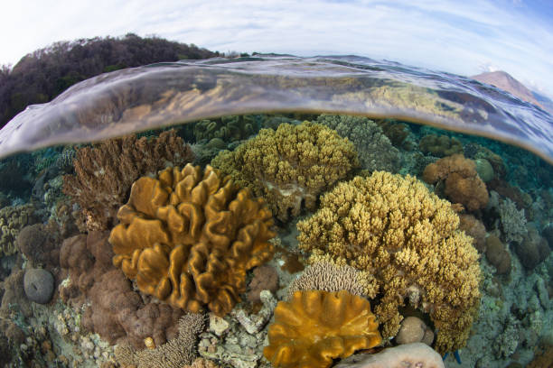 istock Healthy Coral Reef in Indonesia 1438429189