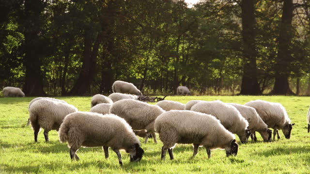 Flock of sheep grazing, eating grass walking in a field with trees on a farm in golden sunshine