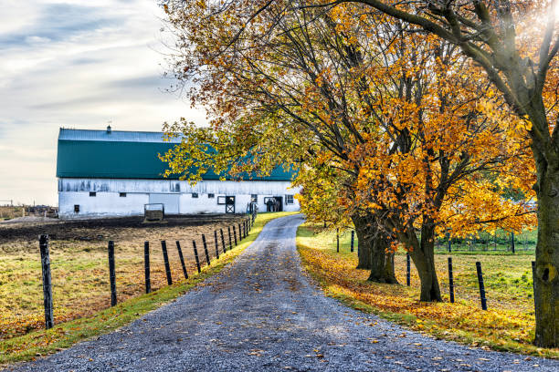 istock Trees in fall colors on country lane 1438429388
