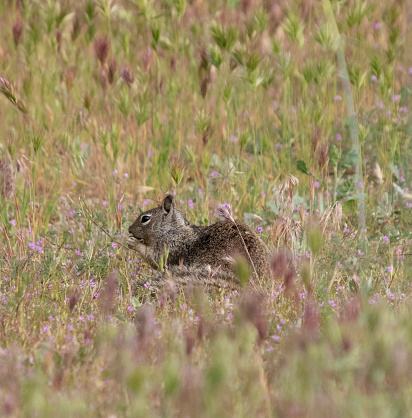 Gopher in profile in the grass , eating grass or clover ( trefoil ) and look straight ahead carefully .