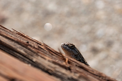 Lizard Peeking From Behind A Log