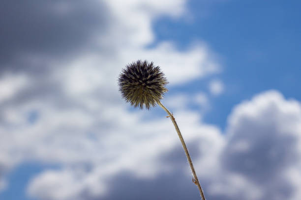 Green cutleaf teasel seeds close-up view with blue sky on background
