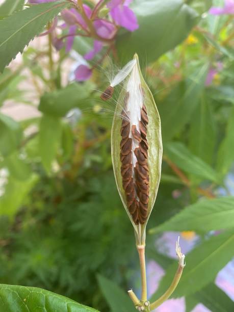 istock Popped Milkweed Seed Pod on Milkweed Plant 1438432196