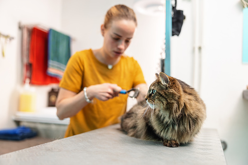 Tabby cat being groomed by a young caucasian woman groomer in the examination table of a grooming salon. She is concentrated making the grooming, while the cat is looking at the side. Background is blurry, while the cat looks clear.