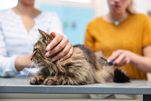 Gray tabby cat lying over the examination table of a grooming salon, while being held by the head by her multirace owner and groomed by a female young caucasian woman. The cat is looking at one side and at the background the two ladies stand defocused.