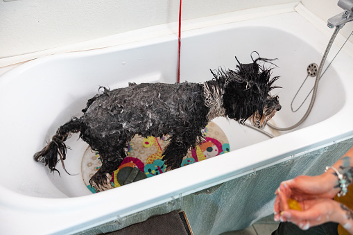 Medium white and black dog all wet standing in a white bathtub of a grooming salon. He is waiting to be rinsed by her groomer. Groomer´s hands appear in the photo holding some shampoo to continue with the wash of the dog.