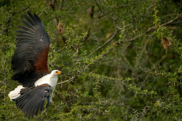 istock Beautiful shot of an African fish eagle (Haliaeetus vocifer) in flight 1438435414