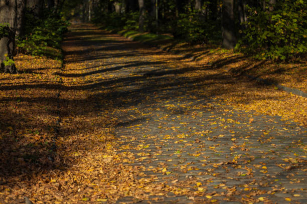 autumn leaves in a park