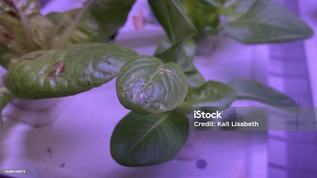Lettuce Insect Contamination Small Leafeating Insects Causing Damage To Hydroponic Lettuce Stock ...