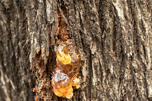 Macro of resin on a tree trunk. Gum on a bark wound to stop the lymph from escaping