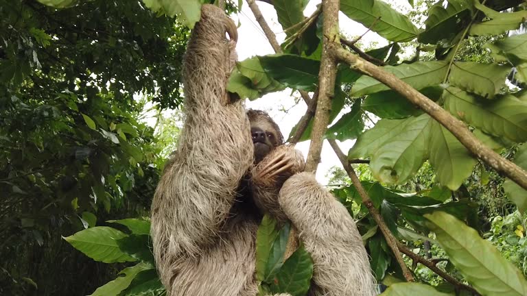 Three Toed Sloth