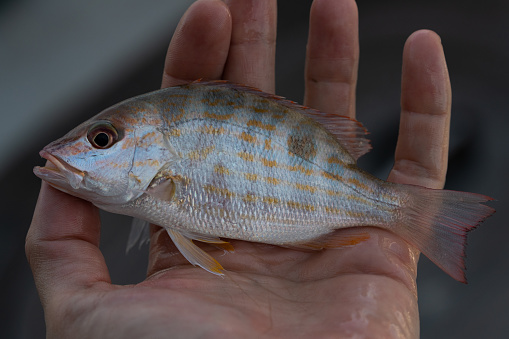 A juvénile lane snapper held in someones hand