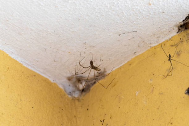 House spiders that colonize the walls of the house, corner with cobwebs