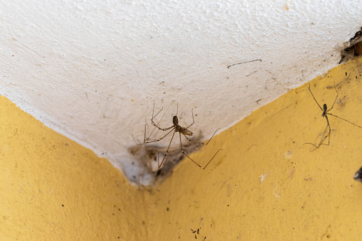 House spiders that colonize the walls of the house, corner with cobwebs