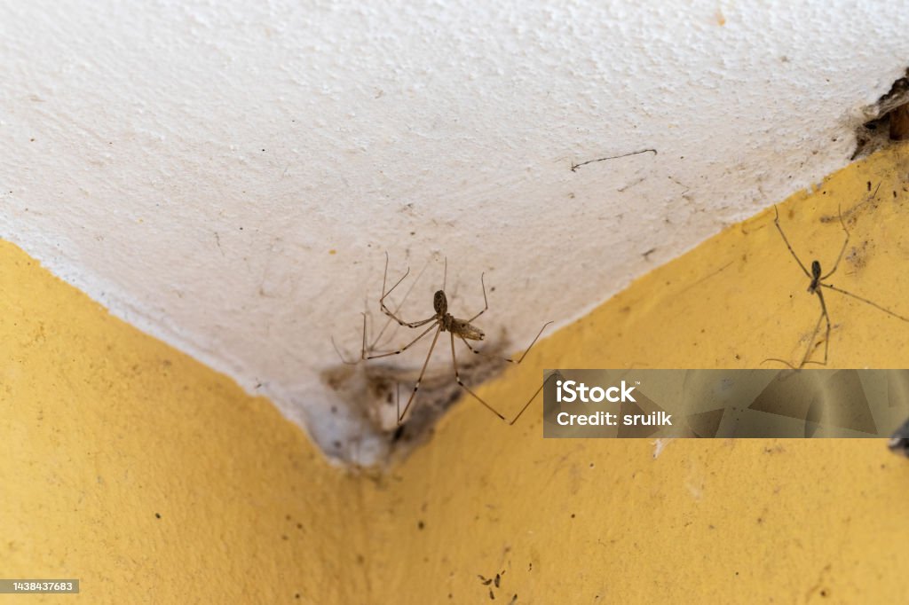 House spider in the corner of the wall House spiders that colonize the walls of the house, corner with cobwebs House Stock Photo