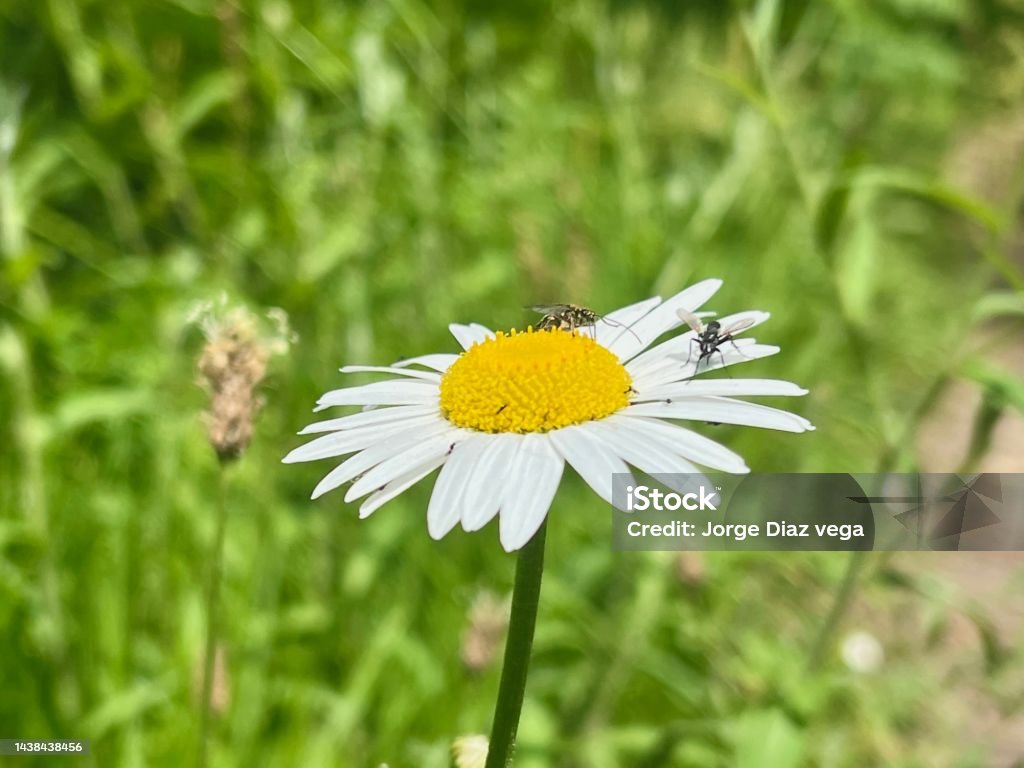 Let’s meet in the flower Two insects hangin around a daisy Close-up Stock Photo