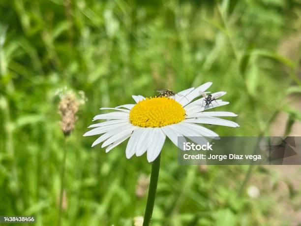 Lets Meet In The Flower Stock Photo - Download Image Now - Close-up, Color Image, Daisy
