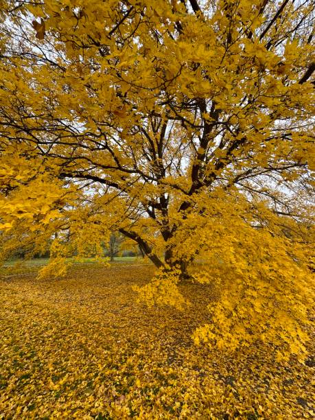 istock Yellow Leaves and Midwestern Fall Foliage 1438440090