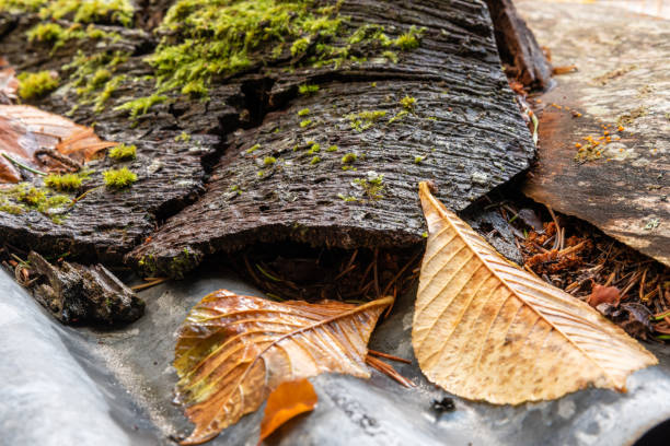 Autumn leaf litter on a corrigated roof