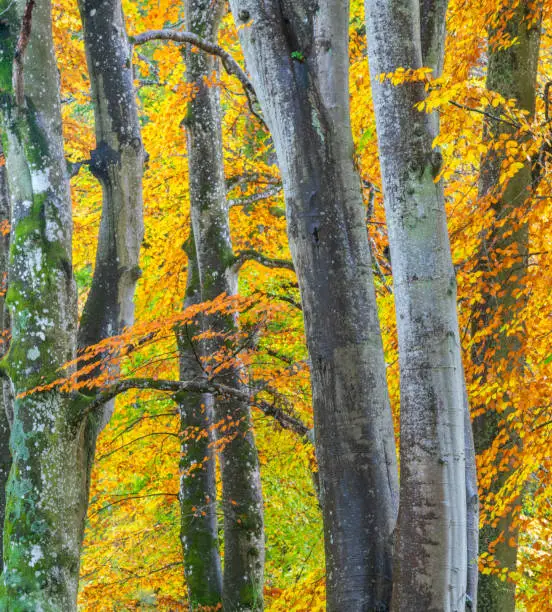 Cropped picture of trees, taken in Scotland in Autumn