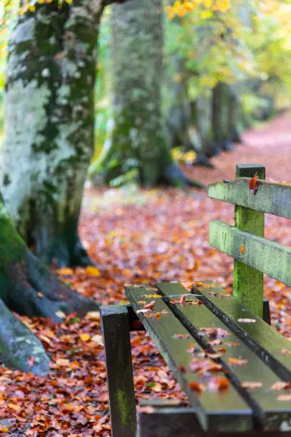 Selective focus on park bench in Autumn/Fall.  Surrounded by fallen leaves